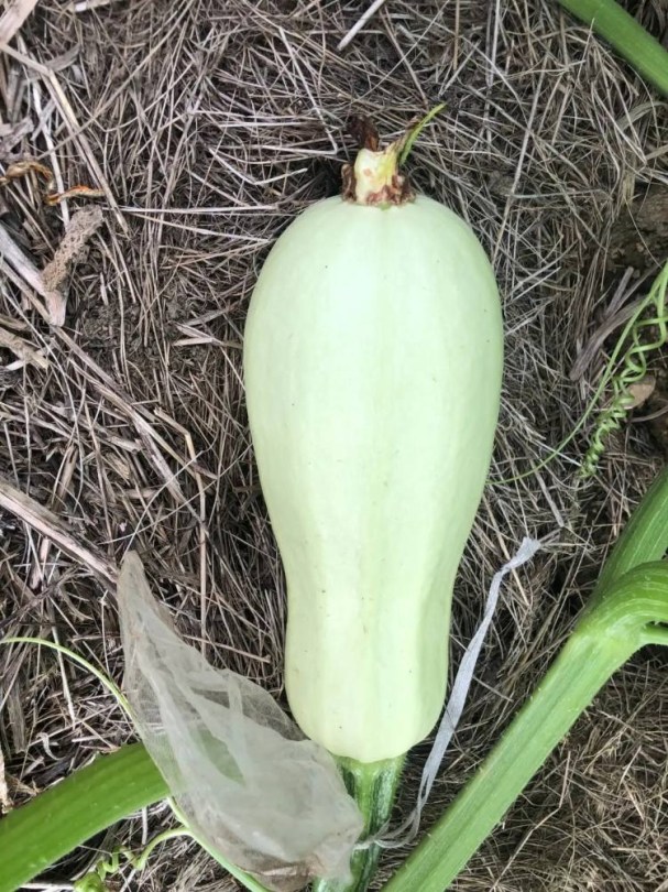 Homs Kousa cukkini - nyári tök - szír tájfajta, Cucurbita pepo, tök, cukkini, tökfélék, cucurbita
